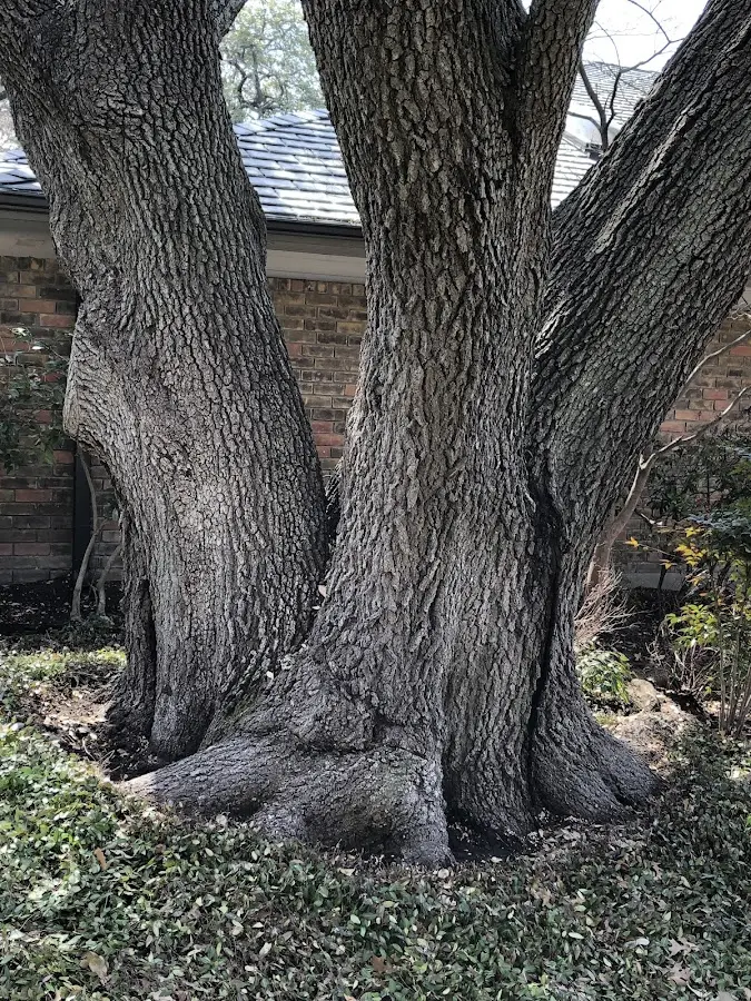 Mature heritage tree close to a Panama City property cared for by certified arborists