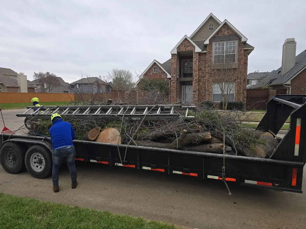 Expert Tree Fertilization with proper safety equipment in Panama City